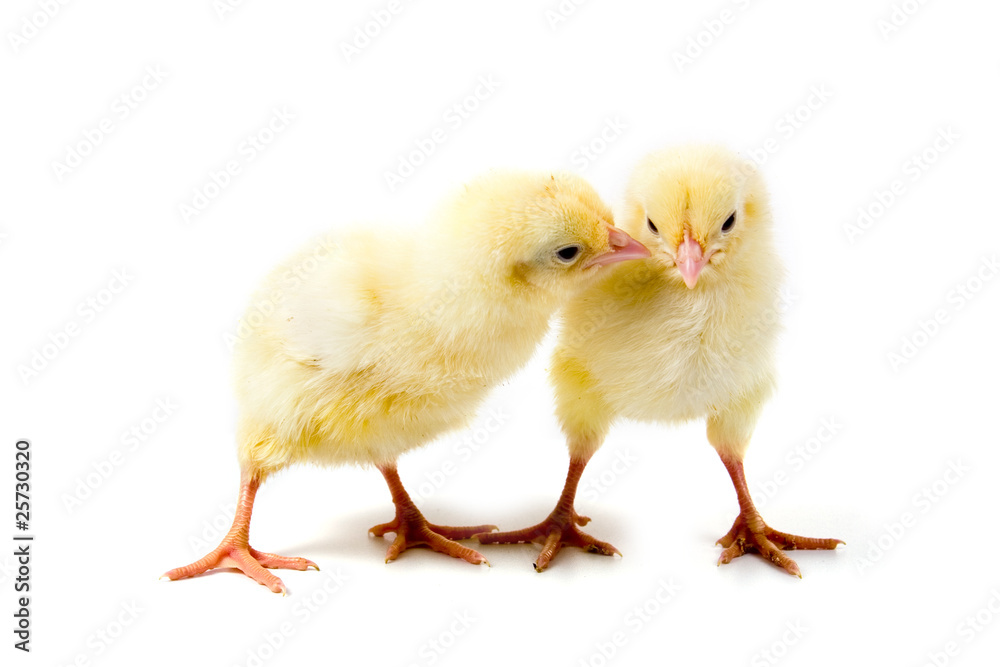 two chickens