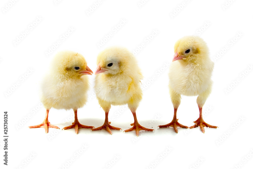three chickens