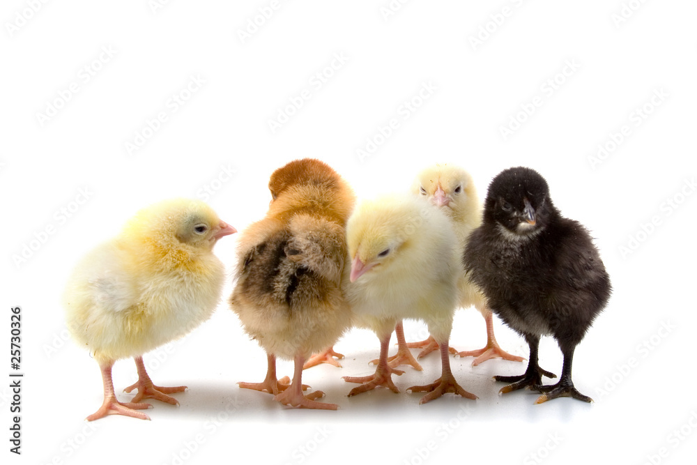 five chickens five chickens