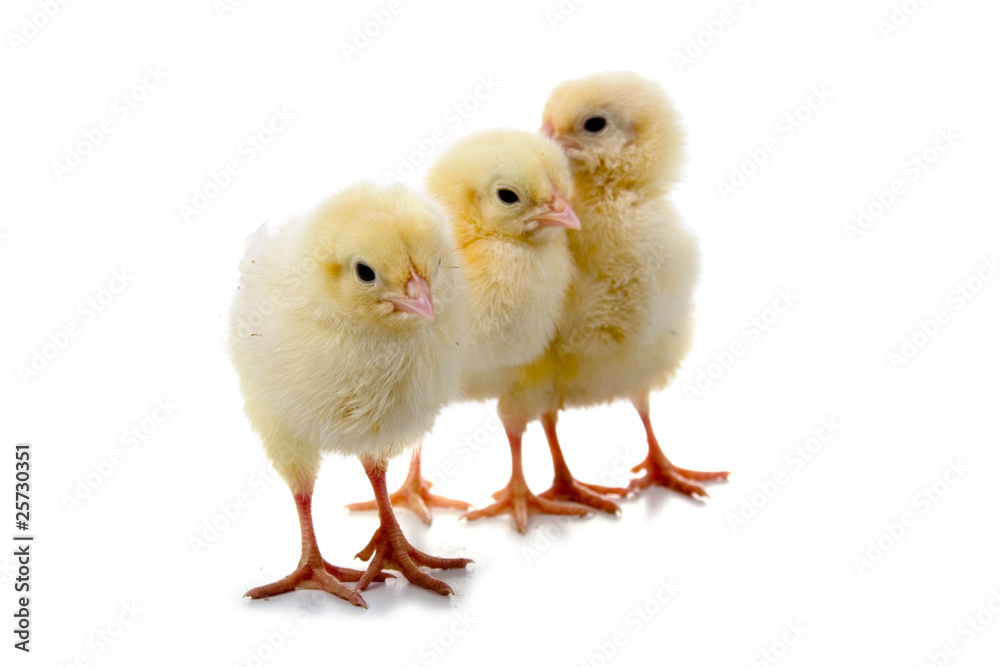 three chickens three chickens