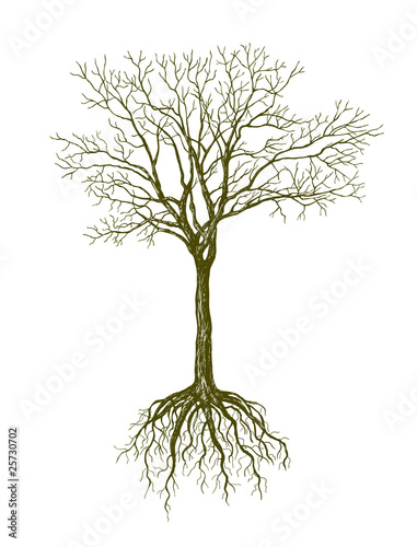 big leafless tree