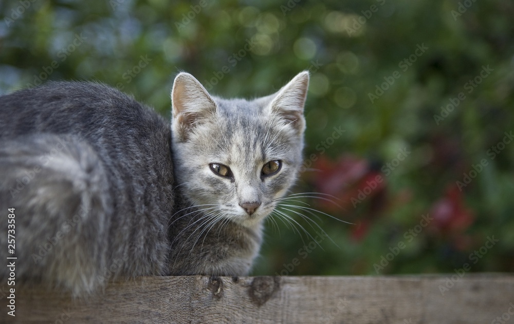 Fototapeta premium cat