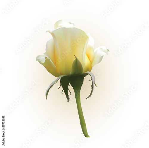 white-orange rose illustration