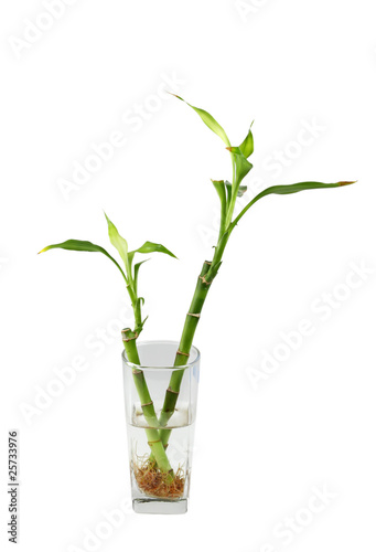 lucky bamboo