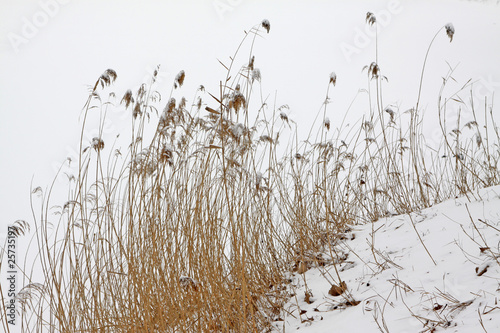 reed in the snow