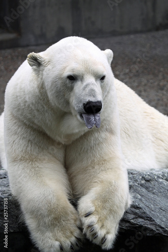 Eisbär - Ursus Maritimus