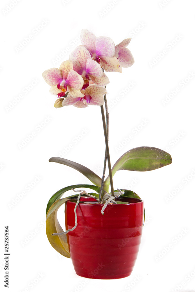 beautiful pink orchid in pot on white