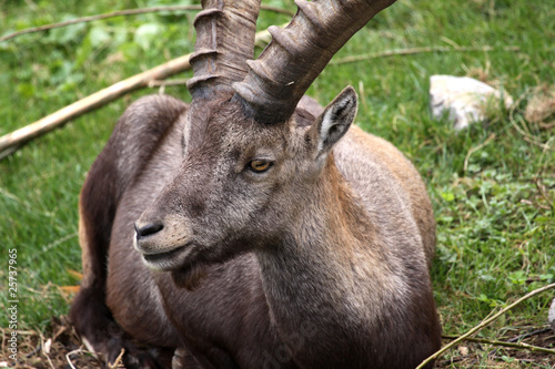 Alpensteinbock - Capra Ibex
