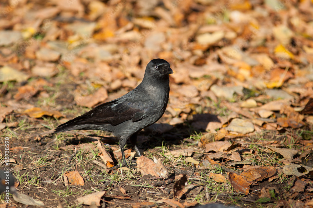 Jackdaw, Daw (Corvus monedula) Jackdaw, Daw (Corvus monedula)