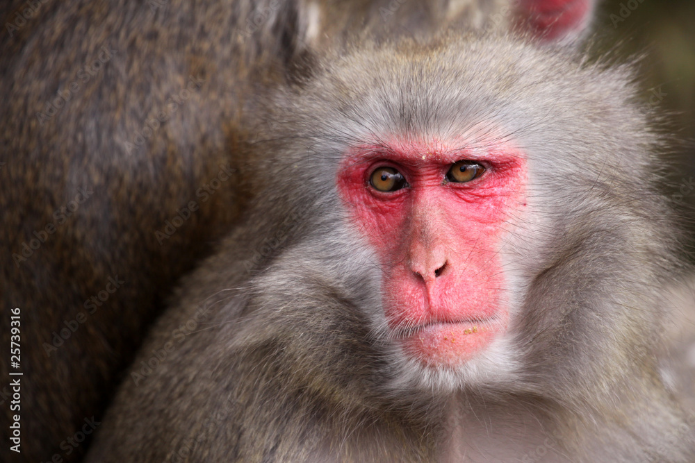 Fototapeta premium Japanese Macaque - Macaca Fuscata