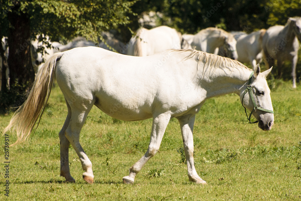 Mandria di cavalli lipizzani Mandria di cavalli lipizzani