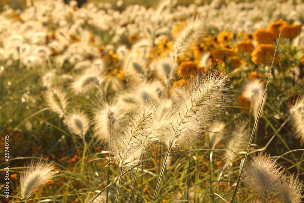 Obraz premium Blumenmeer weiß 3