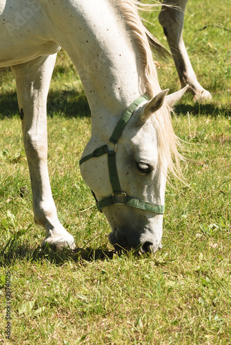 Cavallo lipizzano - Primo piano 2 photo