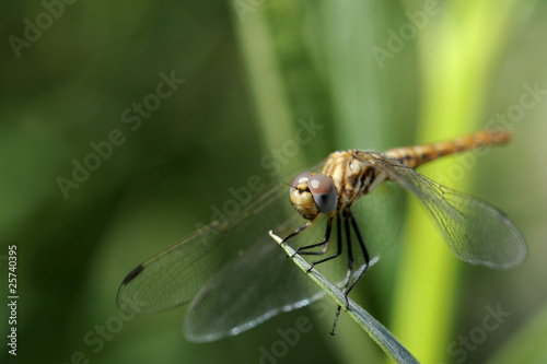 dragonfly © Nadezda Ledyaeva