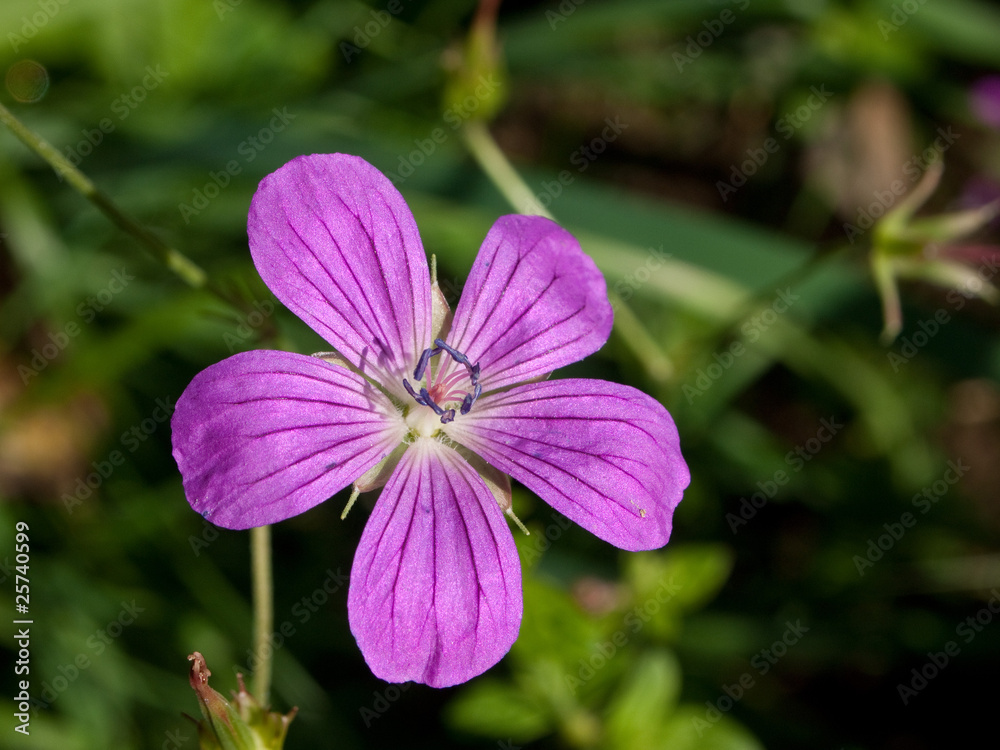 blume_02 blume_02