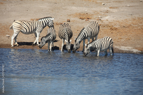 Trinkende Zebraherde