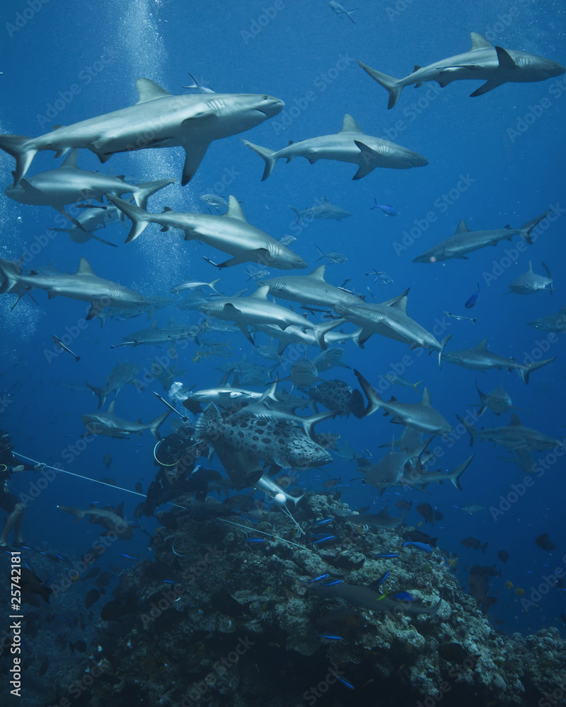 Grey reef sharks at a shark feed. Osprey reef, Australia