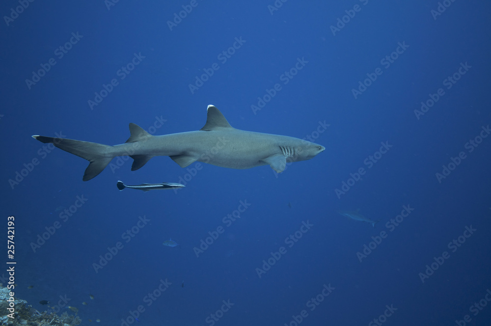 White tip reef sharks Osprey reef. Queensland, Australia White tip reef sharks Osprey reef. Queensland, Australia
