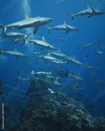 Grey reef sharks at a shark feed. Osprey reef, Australia #25742181
