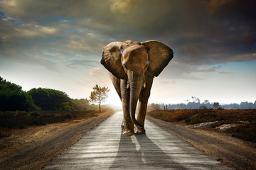 Foto auf Leinwand Schlafzimmer Gehender Elefant  © Carlos Caetano
