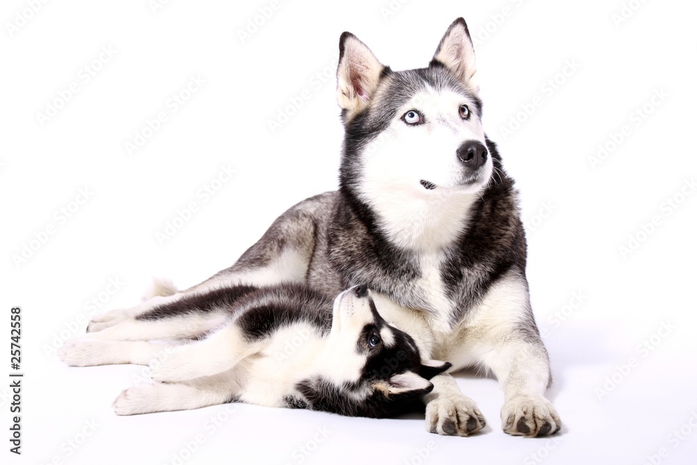 Schlittenhunde Mutter und Welpe