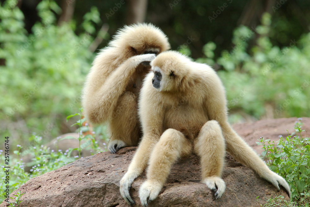 Gibbons Gibbons