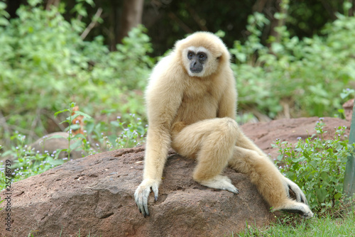 Gibbon