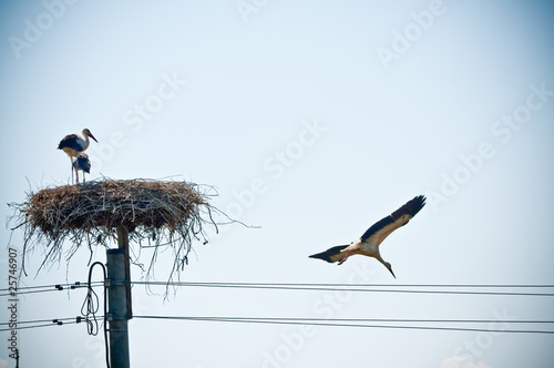 stork family in straw nest