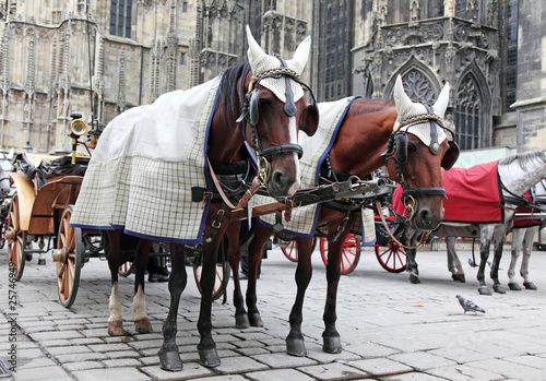 Traditional horse coach Fiaker in Vienna Austria photo