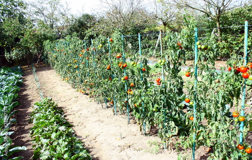 rangée de tomates au potager photo