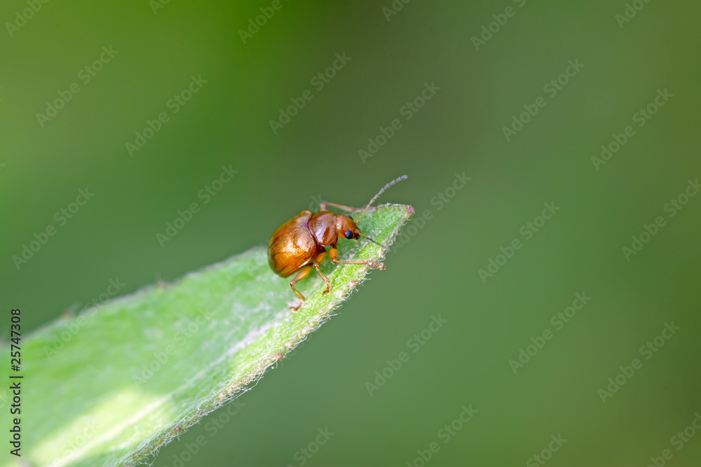 a beetle on the green leaf a beetle on the green leaf