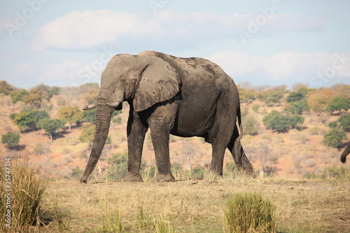 Elefant im Chobe