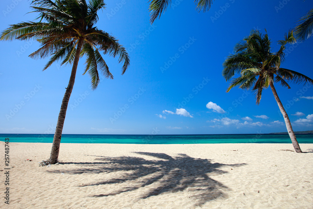 Obraz premium Palm trees on tropical beach
