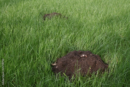 Brown earth molehill on deep green grass