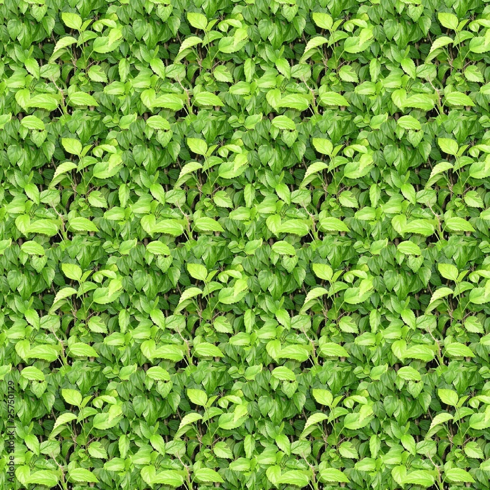 Obraz premium greens