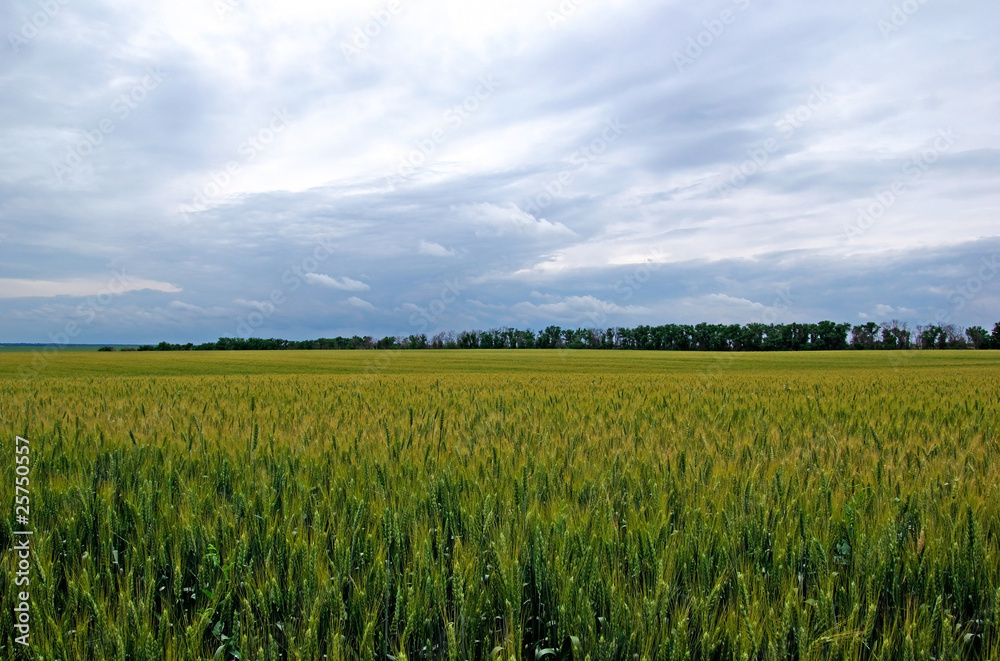 Tungsten summer field of green rye. Dramatic sky.