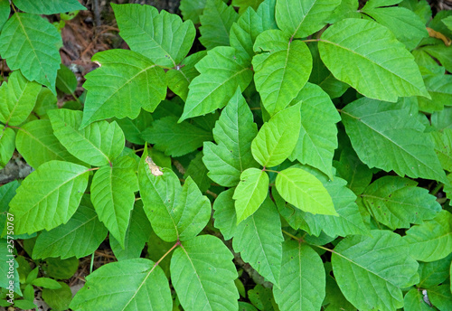 Canvas-taulu Poison Ivy