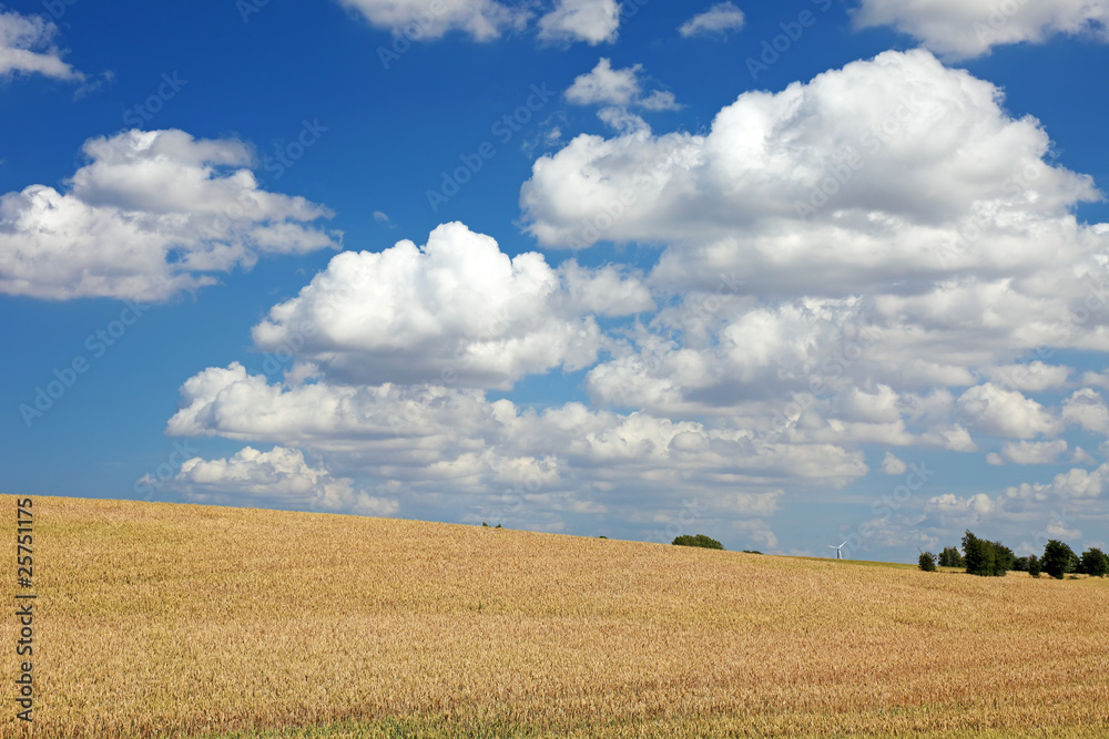 Field of wheat and blue sky with clouds, Europe. Field of wheat and blue sky with clouds, Europe.