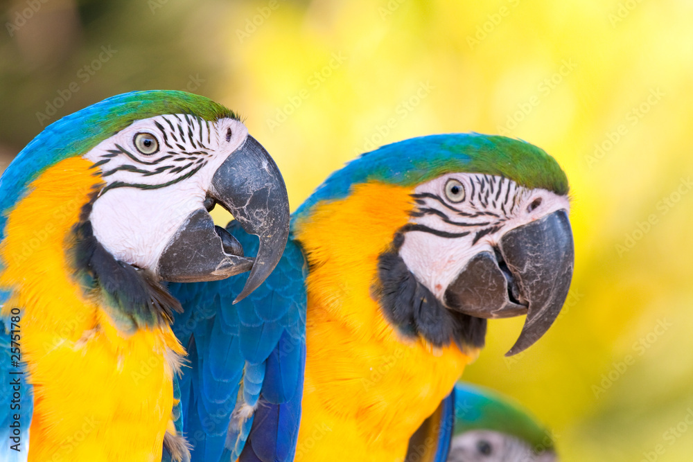 yellow blue macaws