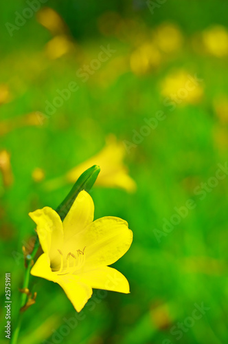 Yellow lily