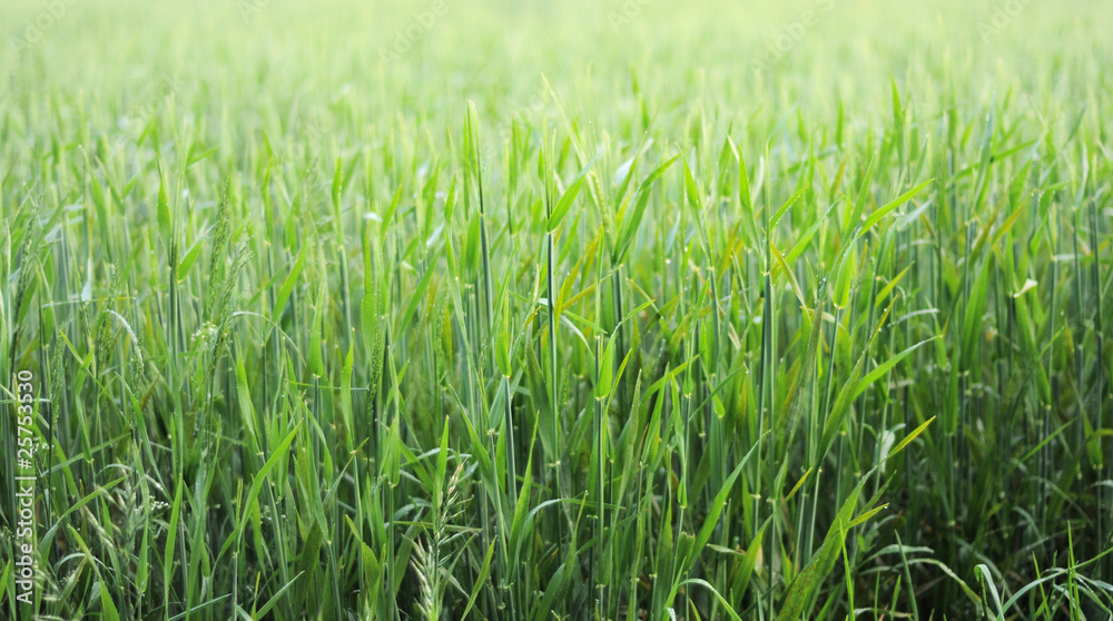 Fototapeta premium Wiese