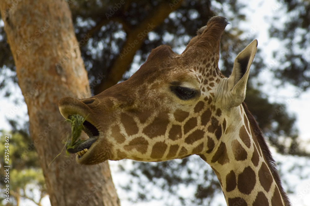 Fototapeta premium Portrait of a young giraffe (Giraffa camelopardalis)