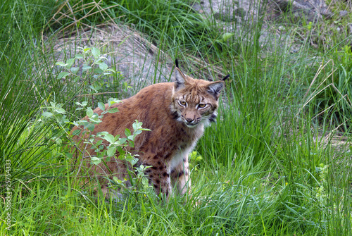 Luchs - Jäger des Waldes photo