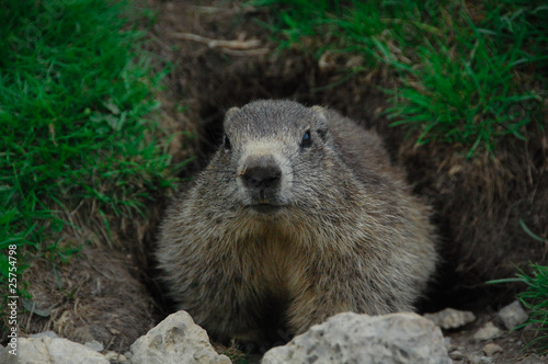 la marmotte