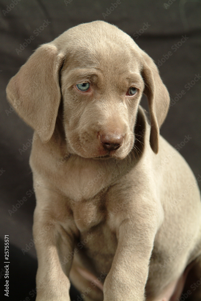 WEIMARANER WEIMARANER