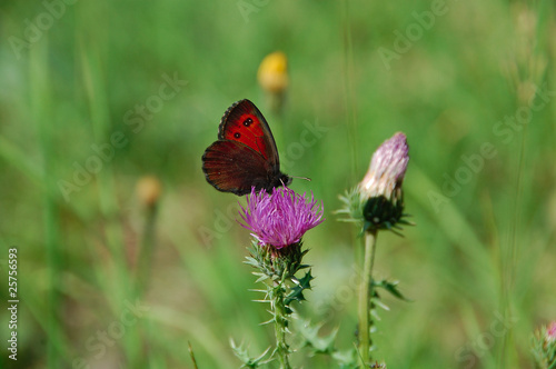 papillon et fleur