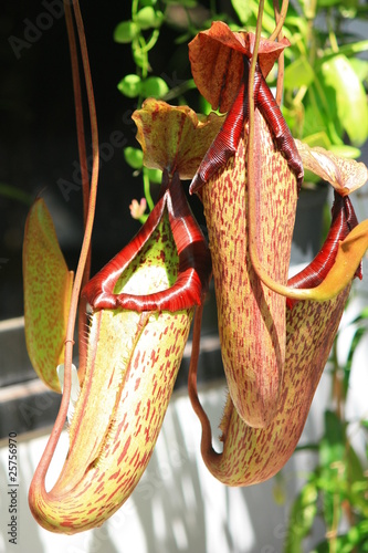 Catch bag of the tropical insectivorous plant photo