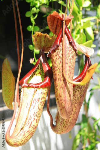 Catch bag of the tropical insectivorous plant photo