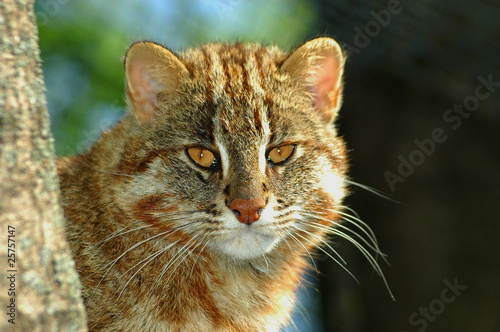 Amur leopard cat (Prionailurus bengalensis euptailurus) photo