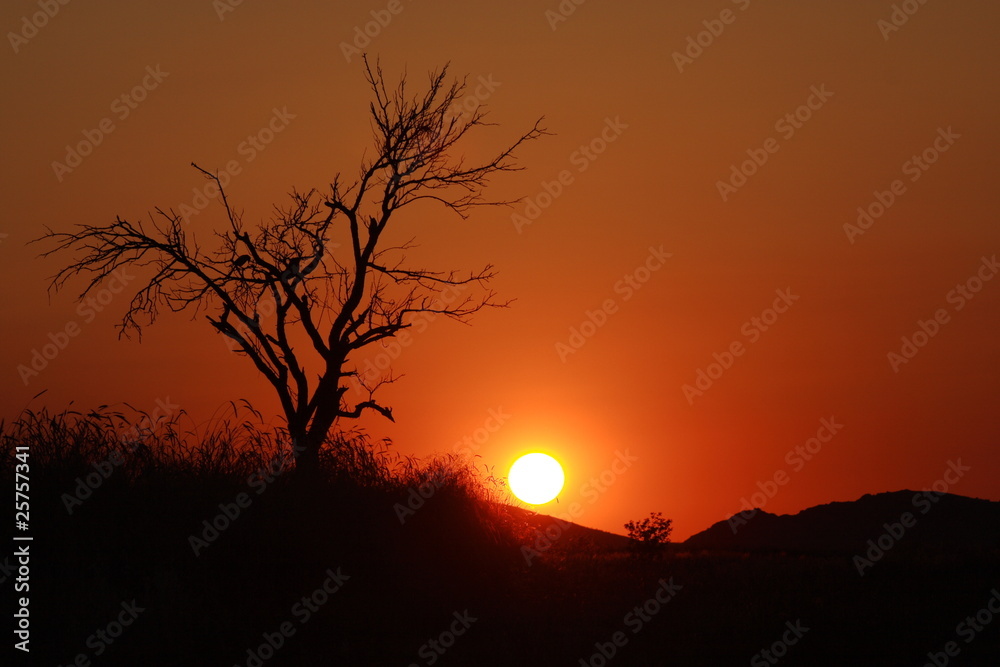 Sunset and a withered tree in Cappadocia